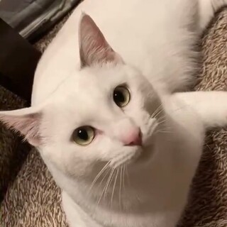 撫でてもらうの大好き❤️白キジ男子オーツ君