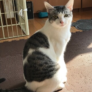 和美猫さんルル