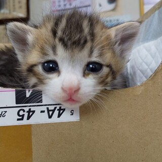 子猫の里親募集