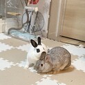 ミニウサギの親子♀