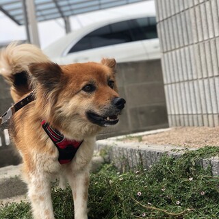 里親様決定しました！