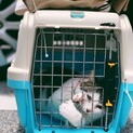海沿いで暮らすおばあちゃん猫　きんぴらちゃん