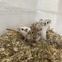 カラージャービル スナネズミ 3姉妹