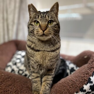 【5/16譲渡会】甘えん坊なよもぎちゃん