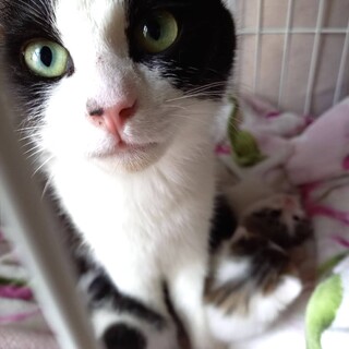 子猫４匹譲渡決定❣おかあさんも幸せにしてあげたい❣