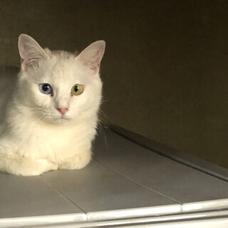 オッドアイ 白猫ちゃん
