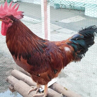 とても人懐っこいオスです。