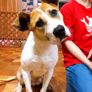 穏やかなお母さん犬