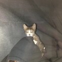 写真追加しました！1ヶ月の子猫です