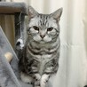 もちこA