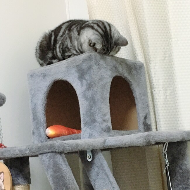 もちこAのカバー写真