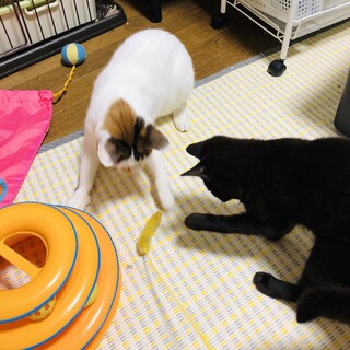 遊び盛り仲良しコンビ♪みーandまるこ