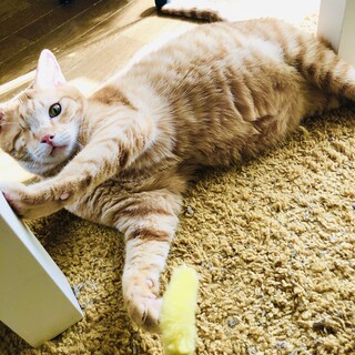 人馴れ△ですが愛嬌はあります！うりぼう君