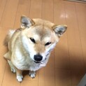 柴犬女の子1歳