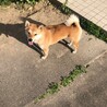 柴犬女の子1歳 サムネイル2