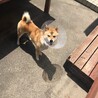 柴犬女の子1歳 サムネイル3