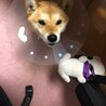 柴犬女の子1歳 サムネイル4