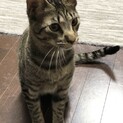 シュッとしたお顔でイケメン君！きなこ君★