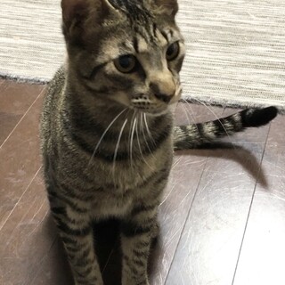 シュッとしたお顔でイケメン君！きなこ君★
