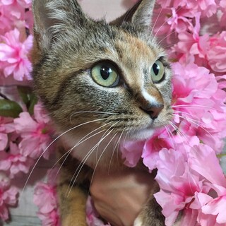 ホタちゃん【ありがとうございました。】