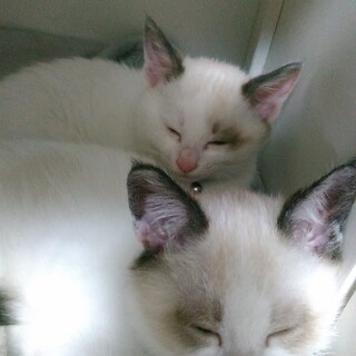募集していませんｯ!可愛い子猫ちゃん2匹♪♪