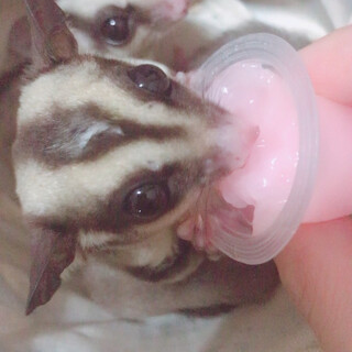 代理募集！フクロモモンガ♂♀