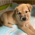 雑種の子犬 エシレ君 里親様募集☆