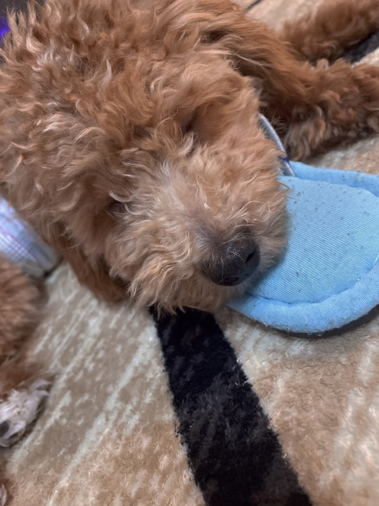 5ヶ月半の大人しい犬です 和歌山県 犬の里親募集 3619 ペットのおうち 月間利用者150万人