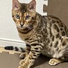 猫好きフクスケ