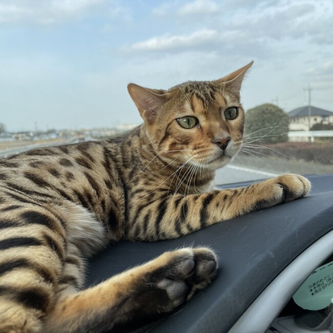 猫好きフクスケのカバー写真