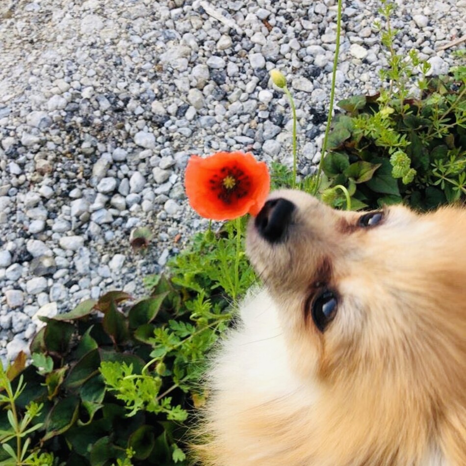 おはぎのカバー写真