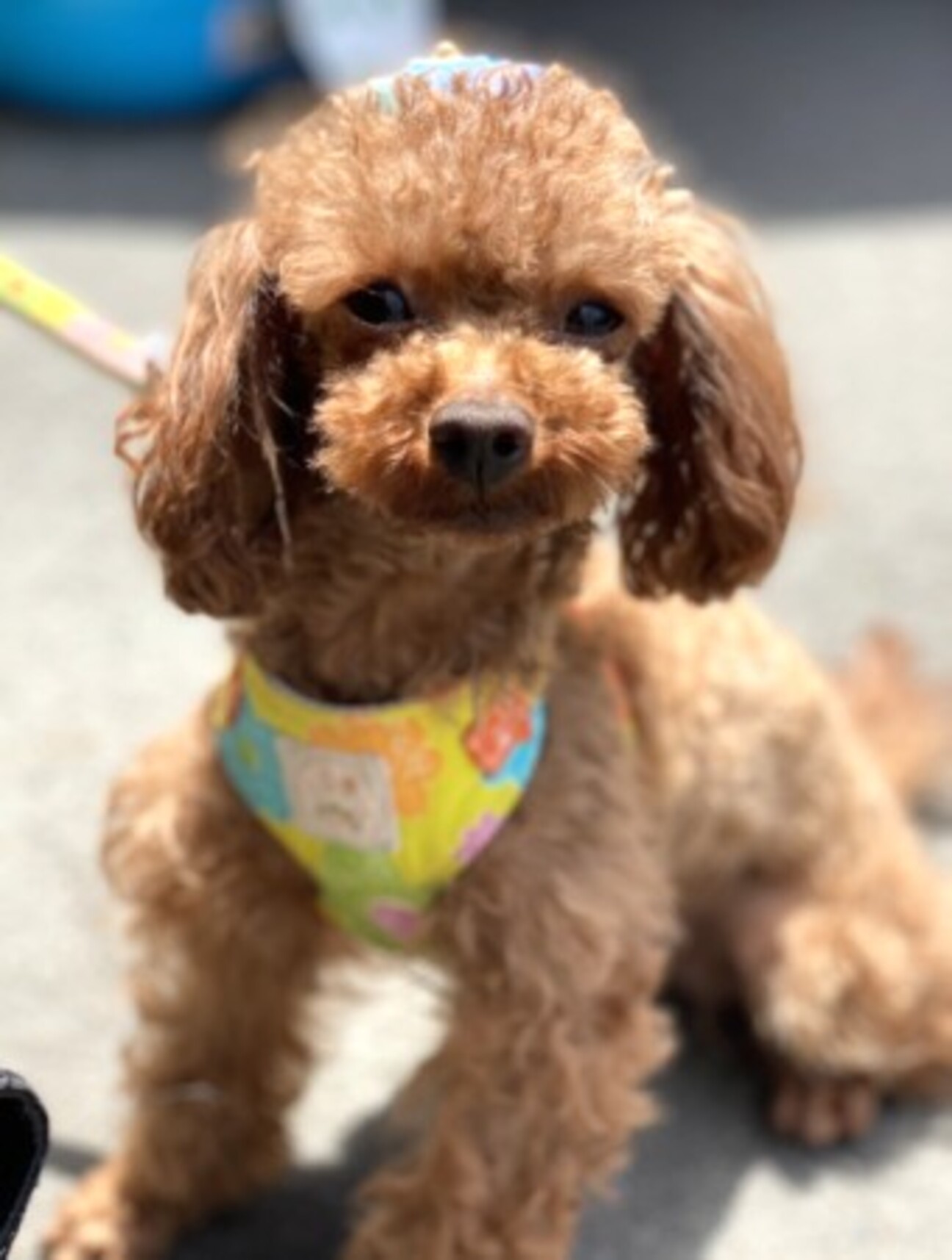 トイプードルのトランプくん 東京都 犬の里親募集 ペットのおうち 月間利用者150万人