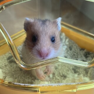 ゴールデンハムスター　生後0ヶ月　里親募集
