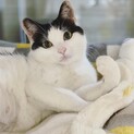 ○穏やか♡ゴロゴロ甘えん坊白黒猫♡モーモーちゃん○