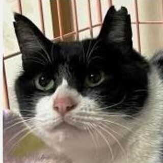 とっても穏やかな性格のあ～ちゃんです♪