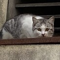 家猫修行中