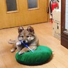 うちの子になって3日