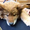 パパのお膝でぐっすりねむねむ。。。