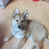 キツネさんみたいなコタ