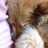 愛しい安らかな寝顔  良い夢見てね