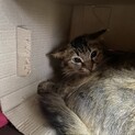 キジトラ　蘭ちゃん　長めの被毛