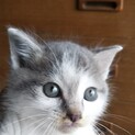 子猫の里親募集。