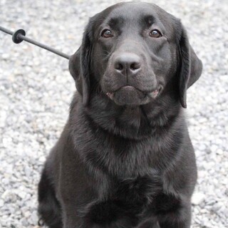 4才10か月 ※大型犬飼育経験者のみ※地域外は不可