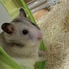 ここっ