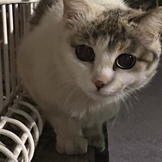 白キジ　小柄な桃ちゃん