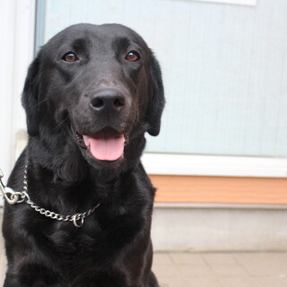 4才8か月 ※大型犬飼育経験者のみ※地域外は不可