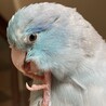 ここちゃんです。