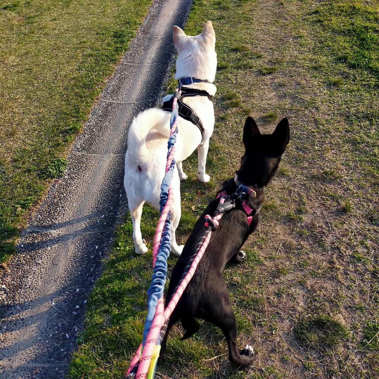 とても可愛い お転婆 すもも 大阪府 犬の里親募集 ペットのおうち 月間利用者150万人