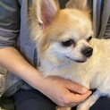 おもちゃが大好き♪チワワのしん君♪