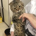 スコティッシュフォールド